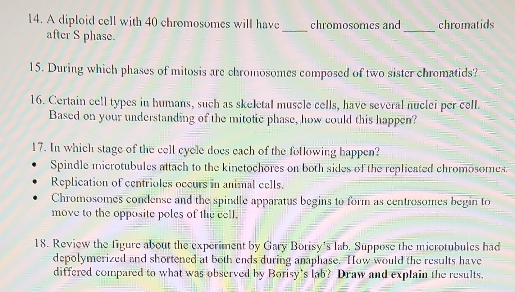 14 A Diploid Cell With 40 Chromosomes Will Have After S Phase Chromosomes And Chromatids 15 During Which Phases Of Mi 1