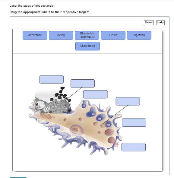 Label The Steps Of Phagocytosis Drag The Appropriate Labels To Their Respective Targets Reset Help Adherence Killing E 1