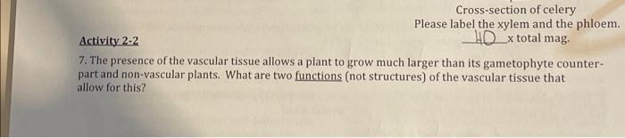 Cross Section Of Celery Please Label The Xylem And The Phloem Activity 2 2 Hdx Total Mag 7 The Presence Of The Vascul 1