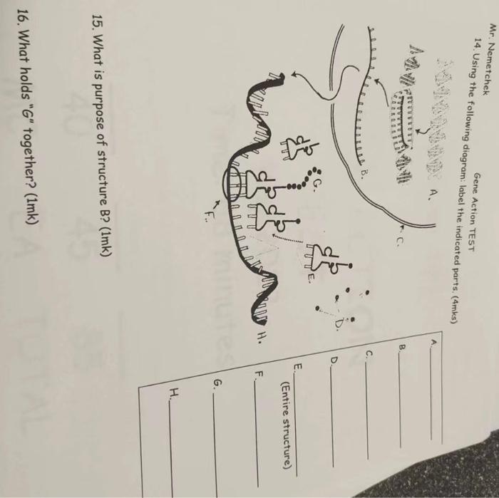 Mr Nemetchek Gene Action Test 14 Using The Following Diagram Label The Indicated Parts Amks B B C B D E Entire S 1