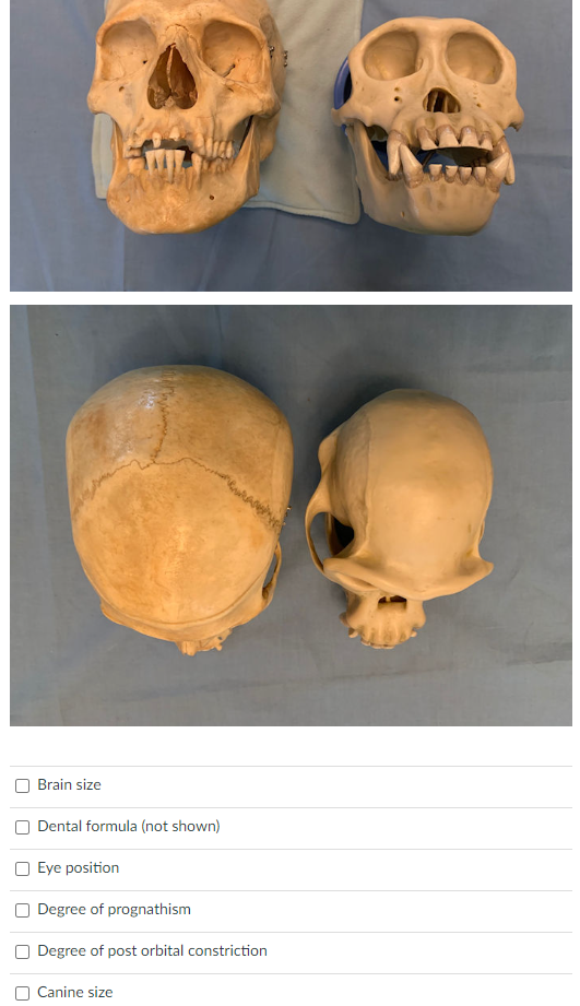 Brain Size Dental Formula Not Shown Eye Position Degree Of Prognathism Degree Of Post Orbital Constriction Canine Size 1