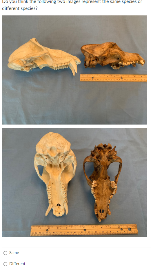 Do You Think The Following Two Images Represent The Same Species Or Different Species Ze 102t 21 1930 11 12 13 14 15 16 1