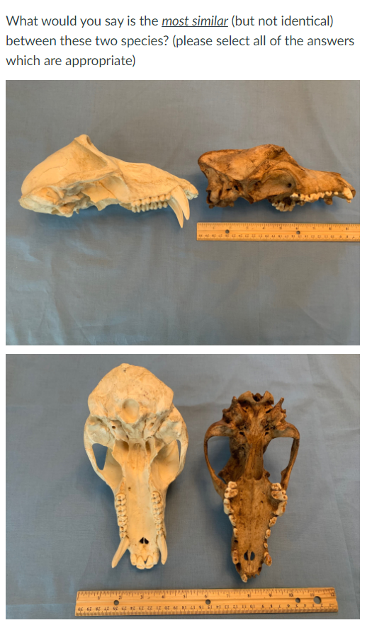 What Would You Say Is The Most Similar But Not Identical Between These Two Species Please Select All Of The Answers 1