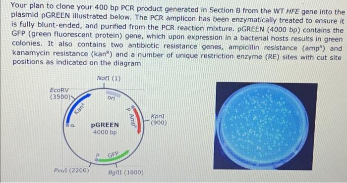 Your Plan To Clone Your 400 Bp Pcr Product Generated In Section B From The Wt Hfe Gene Into The Plasmid Pgreen Illustrat 1