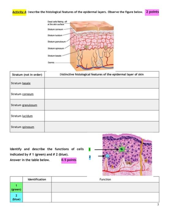 Activity 4 Describe The Histological Features Of The Epidermal Layers Observe The Figure Below 2 Points Dend Saking Th 1