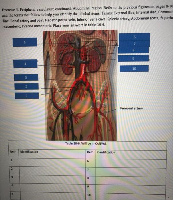 Exercise 5 Peripheral Vasculature Continued Abdominal Region Refer To The Previous Figures On Pages 8 10 And The Term 1