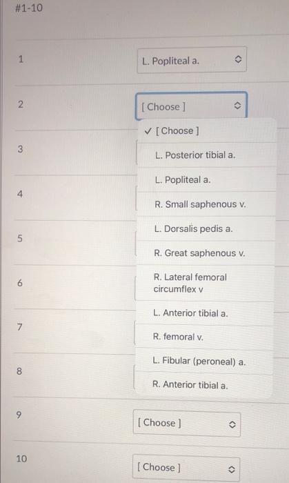Exercise 5 Peripheral Vasculature Continued Abdominal Region Refer To The Previous Figures On Pages 8 10 And The Term 2