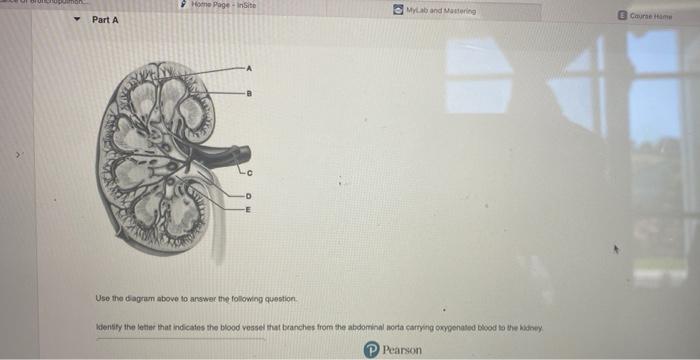 Home Page Inte Mylab And Mastering Part A Cure V In Este Use The Diagram Above To Answer The Following Question Identi 1
