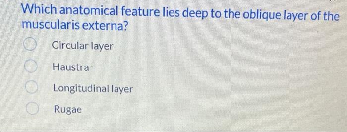 Which Anatomical Feature Lies Deep To The Oblique Layer Of The Muscularis Externa Circular Layer Haustra Longitudinal L 1