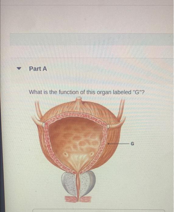 Part A What Is The Function Of This Organ Labeled G G Carry Urine Out Of The Body Filter The Blood O Transfer Urin 1