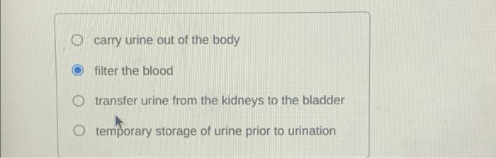 Part A What Is The Function Of This Organ Labeled G G Carry Urine Out Of The Body Filter The Blood O Transfer Urin 2