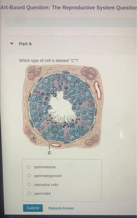 Art Based Question The Reproductive System Question Part A Which Type Of Cell Is Labeled C Spermatozoa Spermatogoniu 1