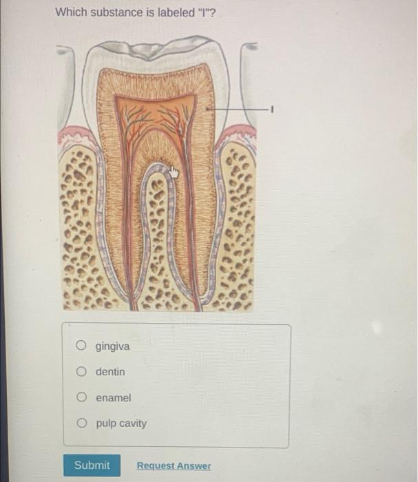 Art Based Question The Reproductive System Question Part A Which Type Of Cell Is Labeled C Spermatozoa Spermatogoniu 2