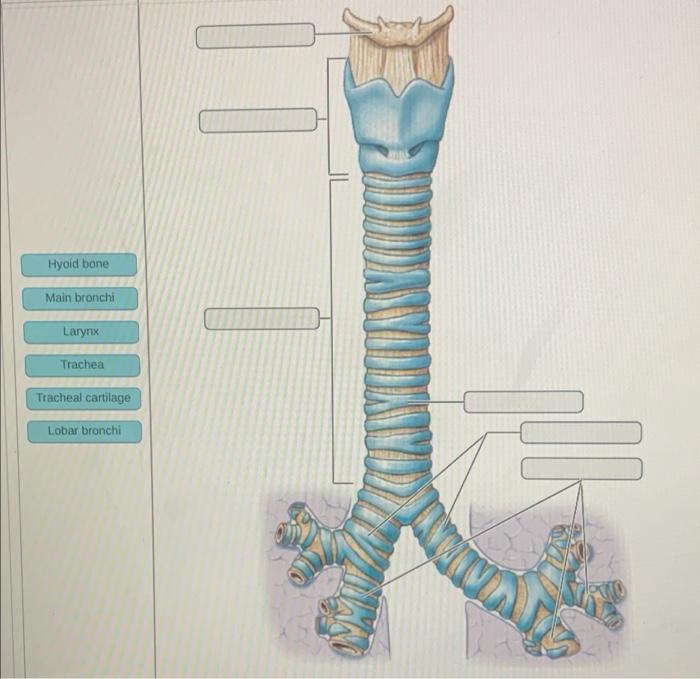 Art Based Question The Reproductive System Question Part A Which Type Of Cell Is Labeled C Spermatozoa Spermatogoniu 3