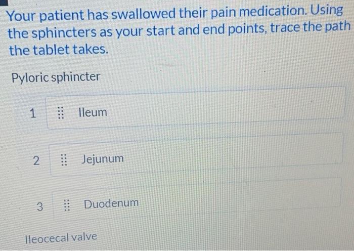 Your Patient Has Swallowed Their Pain Medication Using The Sphincters As Your Start And End Points Trace The Path The 1
