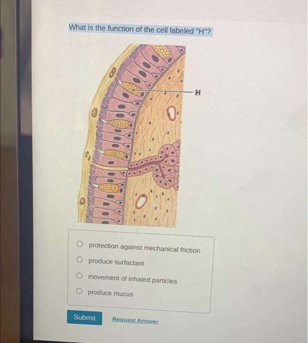 What Is The Function Of The Cell Labeled H H 0 O Protection Against Mechanical Friction O Produce Surfactant O Moveme 1