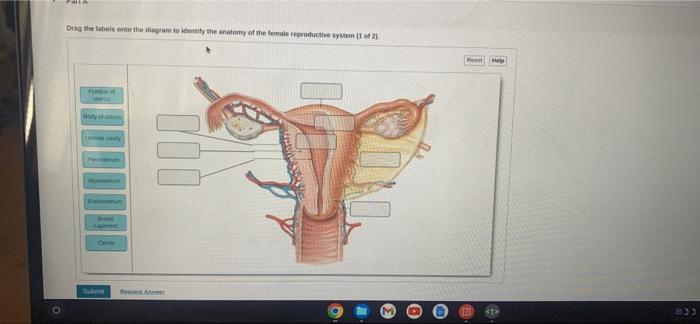 Pa Drag The Labels To The Diagram To Identify The Anatomy Of The Female Productive System 2 Help Sh 1