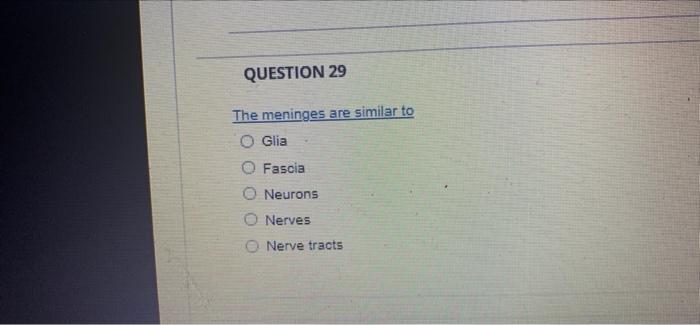 Question 29 The Meninges Are Similar To O Glia Fascia O Neurons O Nerves Nerve Tracts 1