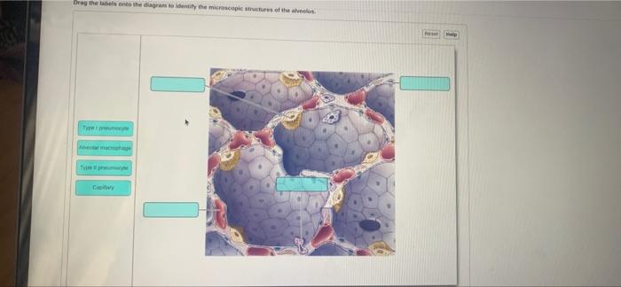 Drag The Label Onto The Diagrams To Identify The Microscopices Of The Part A Drag The Labels Onto The Degram To Identi 1