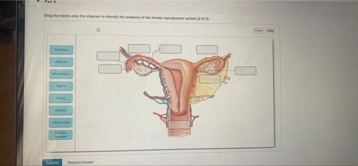 Drag The Label Onto The Diagrams To Identify The Microscopices Of The Part A Drag The Labels Onto The Degram To Identi 2