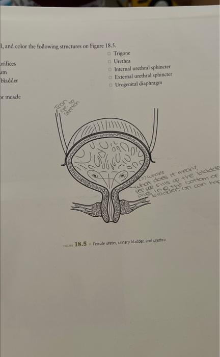1 And Color The Following Structures On Figure 18 5 Trigone Orifices Urethra Internal Urethral Sphincter Bladder Exter 1