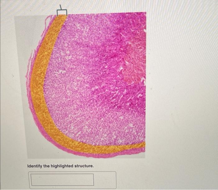 Identify The Highlighted Structure Identify The Highlighted Structure Name The Highlighted Cells 1
