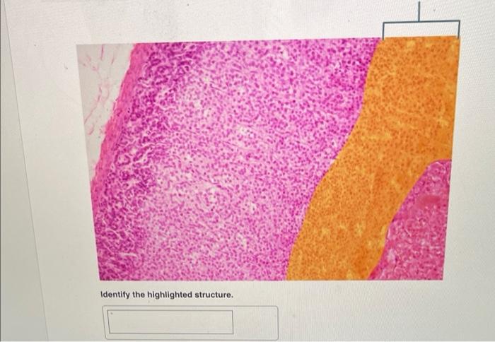Identify The Highlighted Structure Identify The Highlighted Structure Name The Highlighted Cells 2