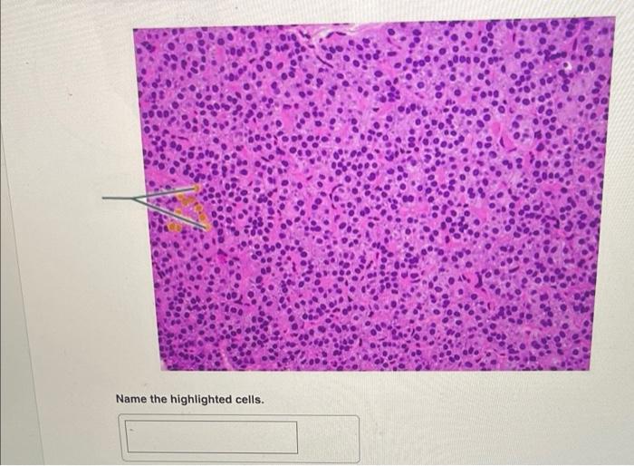 Identify The Highlighted Structure Identify The Highlighted Structure Name The Highlighted Cells 3