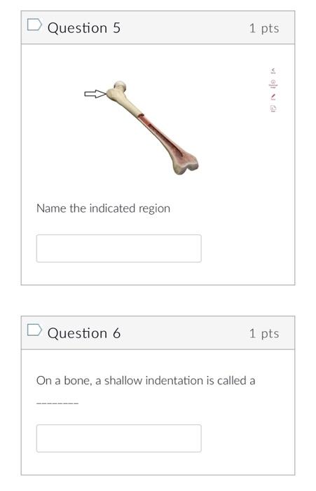 Question 5 1 Pts Velta Name The Indicated Region D Question 6 1 Pts On A Bone A Shallow Indentation Is Called A Quest 1