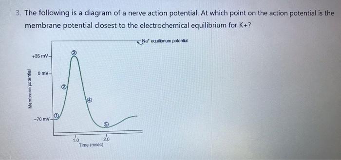 3 The Following Is A Diagram Of A Nerve Action Potential At Which Point On The Action Potential Is The Membrane Potent 1