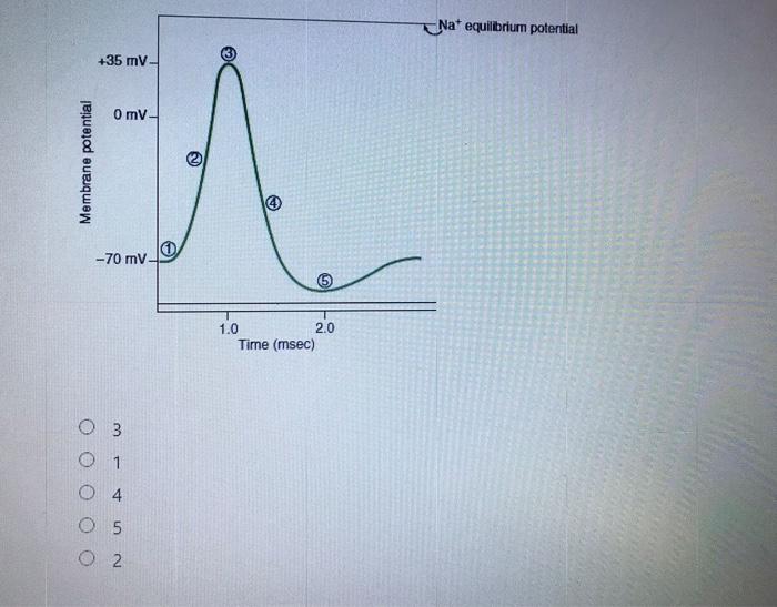 3 The Following Is A Diagram Of A Nerve Action Potential At Which Point On The Action Potential Is The Membrane Potent 2