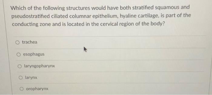 Which Of The Following Structures Would Have Both Stratified Squamous And Pseudostratified Ciliated Columnar Epithelium 1