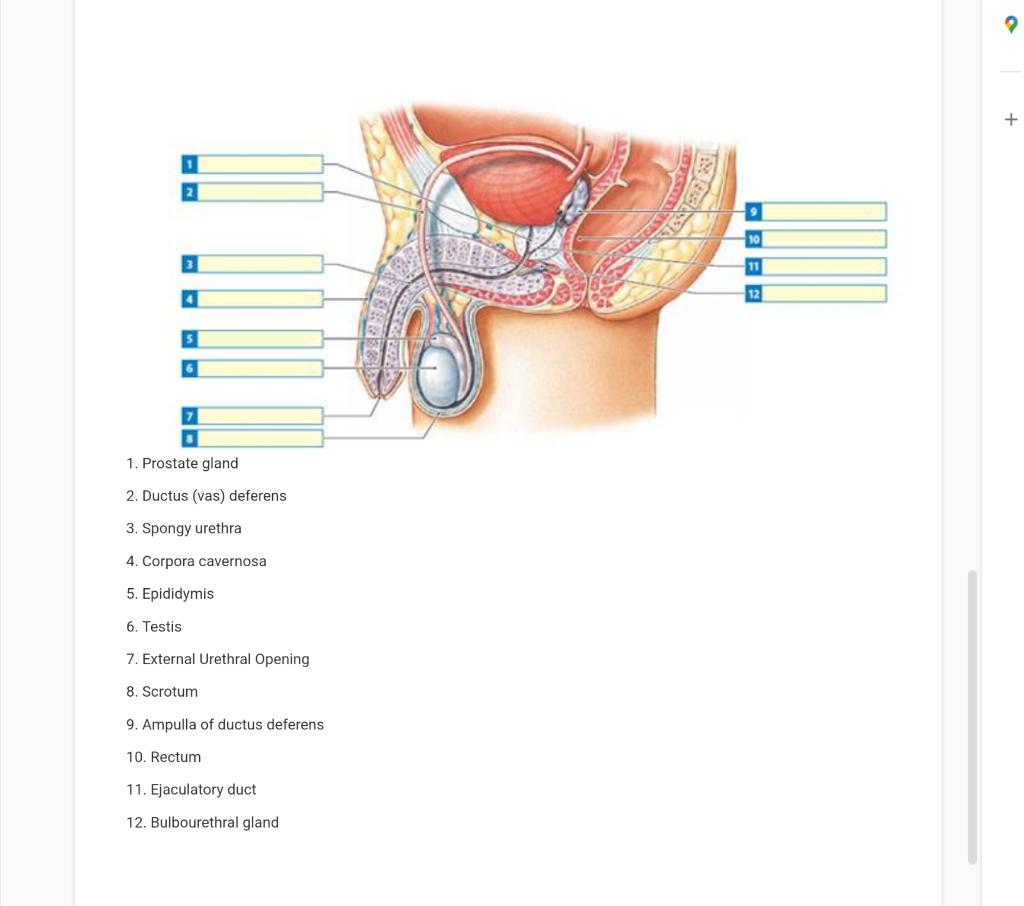 On The Male Image Indicate With Arrows Or By Listing Q 4 The Path Of The Male Gamete From Where It Is Produced To W 1