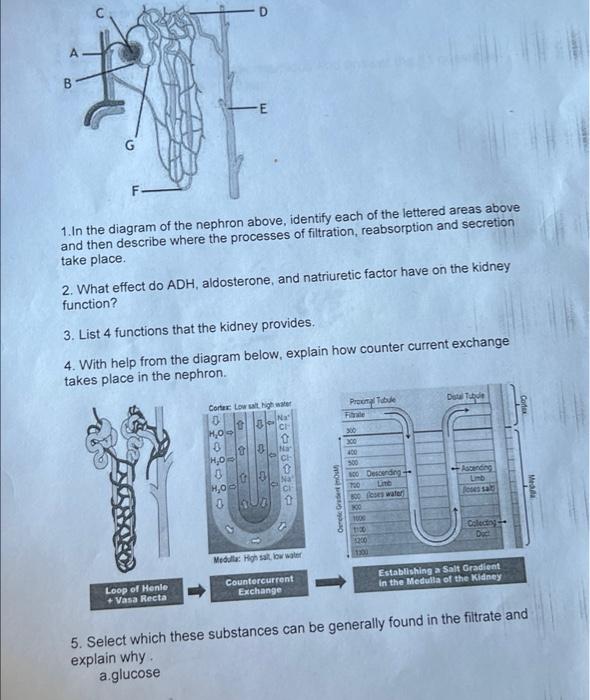 G 1 In The Diagram Of The Nephron Above Identify Each Of The Lettered Areas Above And Then Describe Where The Processe 1