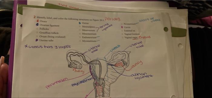 2 Identylabel And Color The Main 103 Ohar Ova Me Als Of Coro Lugaerat Memmm En My Orumbrela Terin Tube Uterus Has 3 Lage 1