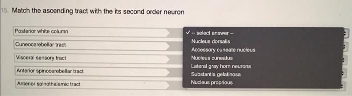 15 Match The Ascending Tract With The Its Second Order Neuron 2 Posterior White Column Cuneocerebellar Tract Visceral S 1