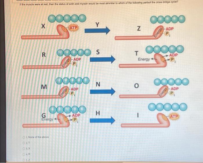 If The Muscle Wore At Rost Then The Status Of Actin And Miyanin Would Be Mont Similar To Which Of The Following Part Of 1