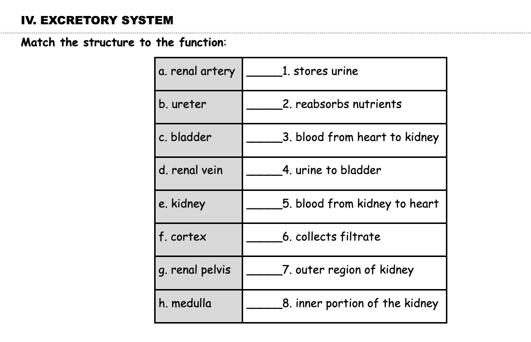 Iv Excretory System Match The Structure To The Function A Renal Artery 1 Stores Urine B Ureter 2 Reabsorbs Nutrien 1