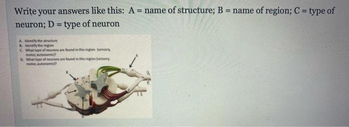 Write Your Answers Like This A Name Of Structure B Name Of Region C Type Of Neuron D Type Of Neuron Aidentif 1