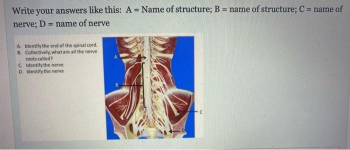 Write Your Answers Like This A Name Of Structure B Name Of Structure C Name Of Nerve D Name Of Nerve A Iden 1