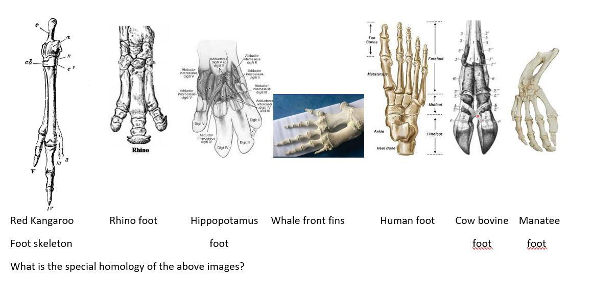 Toe Bones Forefoot Cb Attur Inte Og Adicioned Dat Vet Dos Adductor Aboutor Intos Digitiv Metatarsus Dig Adductor Issous 1