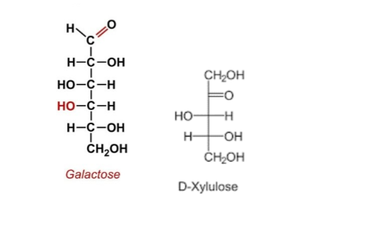 Draw The Products Formed In A Transketolus Reaction Between Galactose And Xylulose 1
