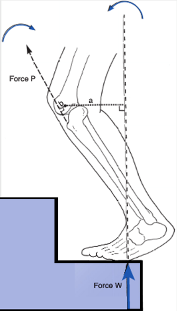 In The Figure Right A Person Is Climbing A Staircase And Supporting Their Bodyweight On Their Flexed Leg The System 1