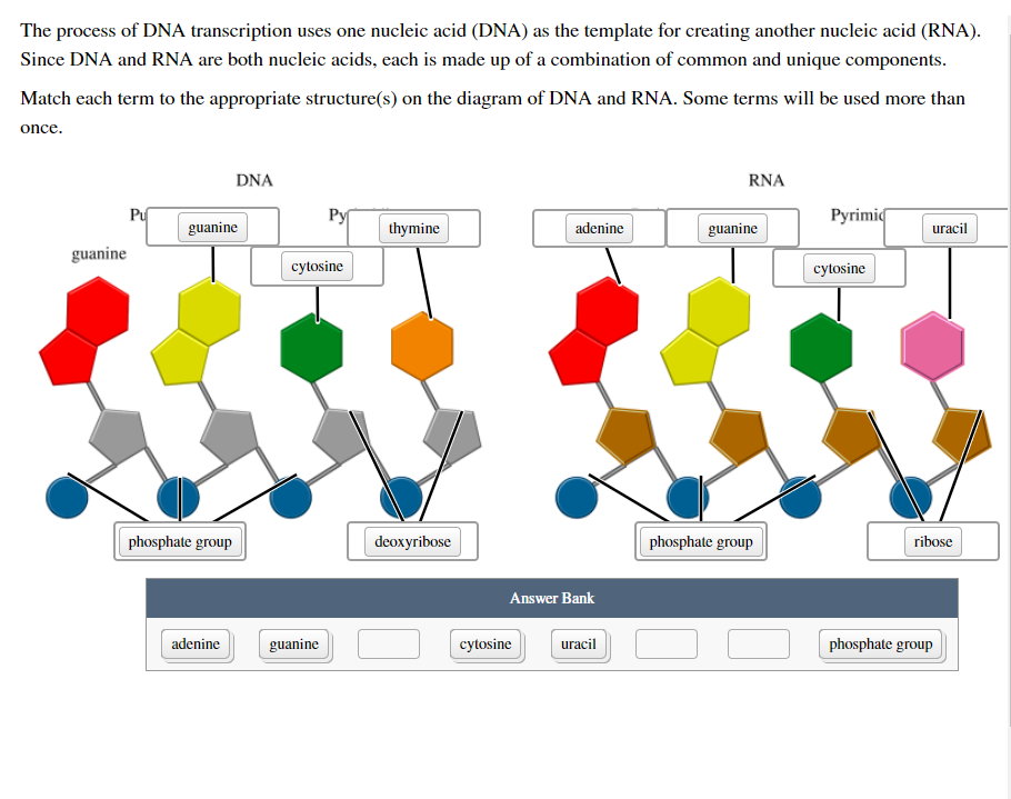 The Process Of Dna Transcription Uses One Nucleic Acid Dna As The Template For Creating Another Nucleic Acid Rna Si 1