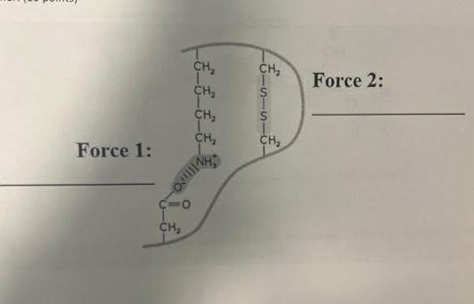 Label The Forces Holding It 1