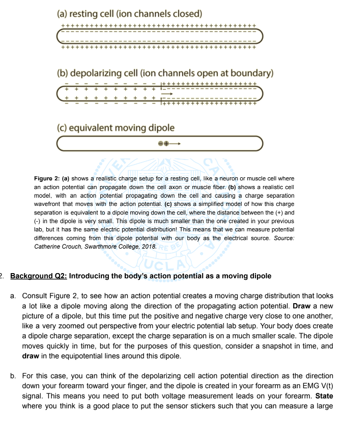 A Resting Cell Ion Channels Closed B Depolarizing Cell Ion Channels Open At Boundary C Equivalent Moving Dipol 1
