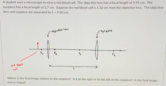 A Student Uses A Microscope To View A Red Blood Cell The Objective Lens Has A Focal Length Of 0 95 Cm The Eyepiece Has 1
