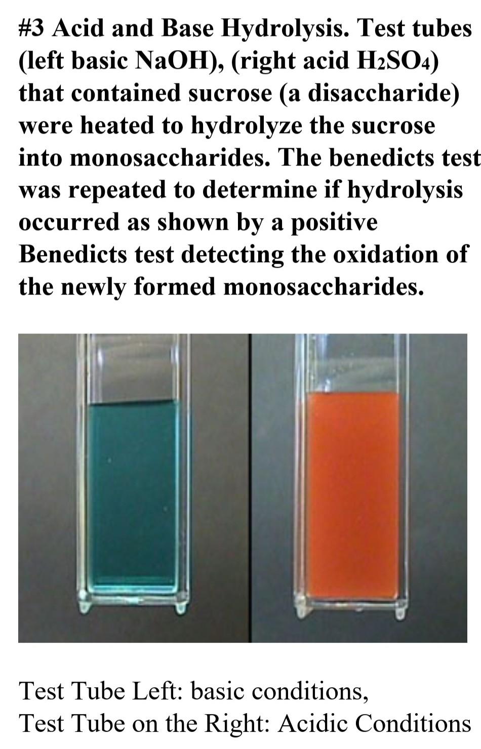 6 Explain Your Results For The Benedict S Solution Test For Starch Before And After Hydrolysis 2 7 Why Was The Sta 1