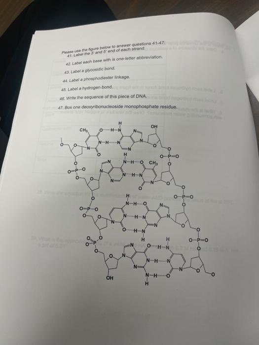 Presse Use The Figure Below To Answer Questions 41 47 41 Label The And 5 End Of Each Strand 42 Label Anchbase With Is 1