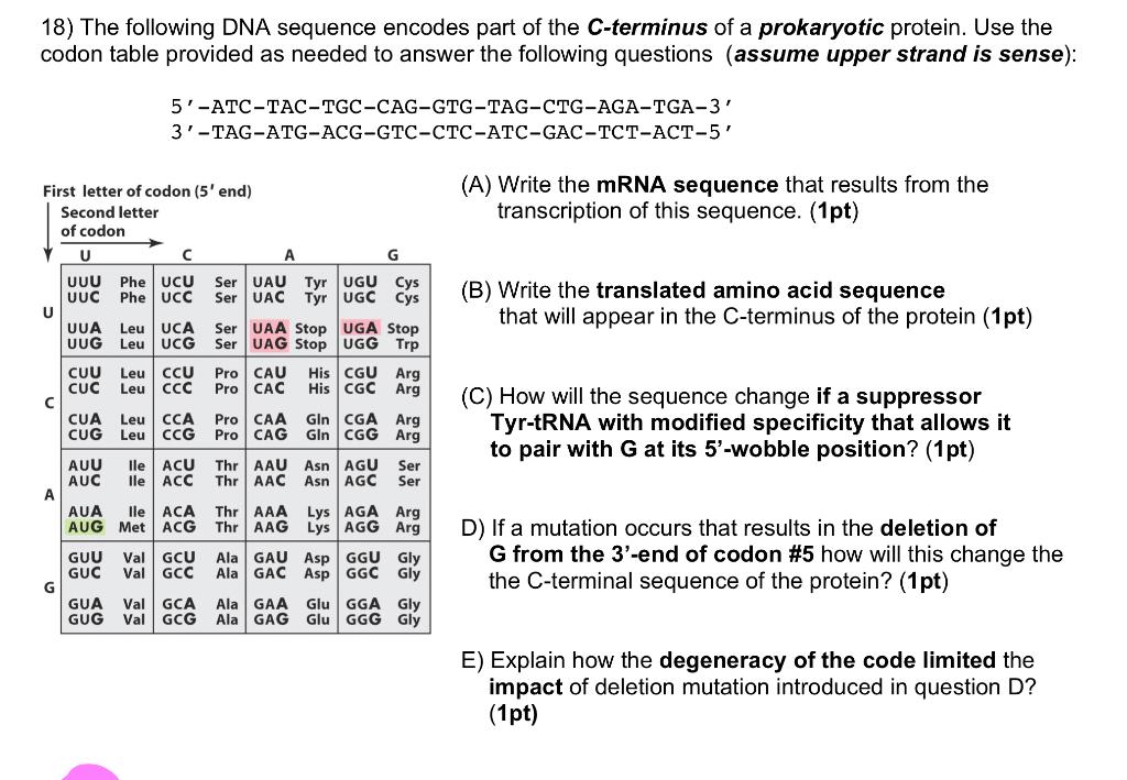 18 The Following Dna Sequence Encodes Part Of The C Terminus Of A Prokaryotic Protein Use The Codon Table Provided As 1